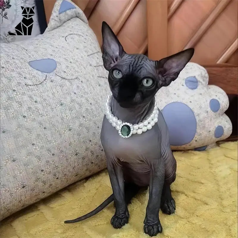 Un chat noir portant un collier de chat de luxe : For Special Occasions, assis sur un canapé moderne